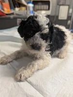 Wink 😜, a male Poodle - Miniature  for sale in Standish, MI – Photo 8 of 8