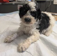 Wink 😜, a male Poodle - Miniature  for sale in Standish, MI – Photo 5 of 8