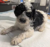 Wink 😜, a male Poodle - Miniature  for sale in Standish, MI – Photo 6 of 8