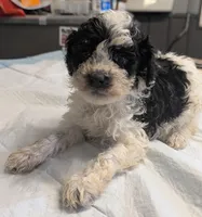 Wink 😜, a male Poodle - Miniature  for sale in Standish, MI – Photo 4 of 8