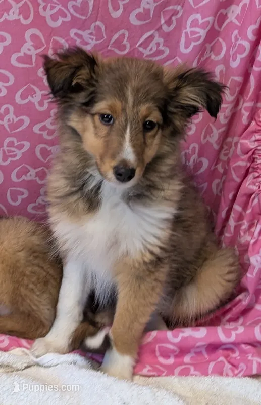 ☀️ Sun – Shetland Sheepdog puppy for sale in Standish, MI
