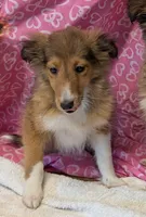 Diamond 💎, a female Shetland Sheepdog for sale in Standish, MI – 2 of 5