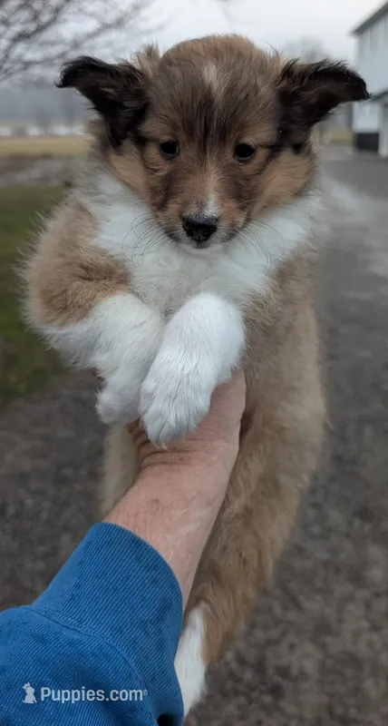 🏈⚽ Ball, a male Shetland Sheepdog for sale in Standish, MI – Photo 1 of 4