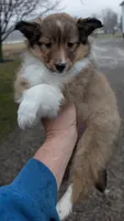🏈⚽ Ball, a male Shetland Sheepdog for sale in Standish, MI – Photo 2 of 4