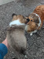 🏈⚽ Ball, a male Shetland Sheepdog for sale in Standish, MI – Photo 4 of 4