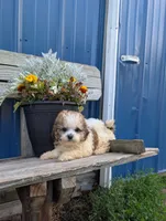 King, a male Shih Tzu for sale in Standish, MI – 2 of 4