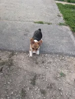 Dolly Parton , a female Pembroke Welsh Corgi for sale in Standish, MI – 2 of 3