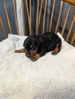 Zuess , a male Doberman Pinscher for sale in Standish, MI – 2 of 3