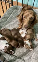 Girl 4, a female Dachshund for sale in Smoot, WV – 2 of 8