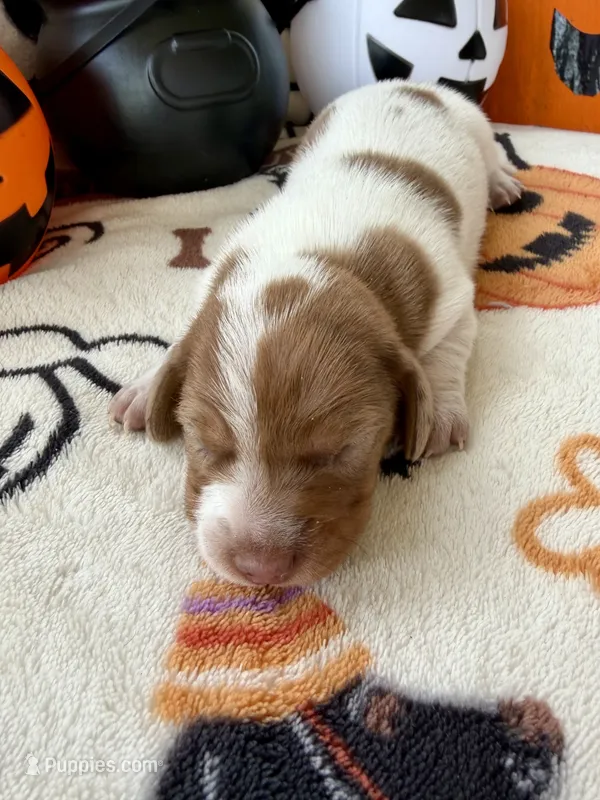 Girl 4 – Dachshund puppy for sale in Smoot, WV