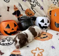 Girl 1, a female Dachshund for sale in Smoot, WV – 2 of 4