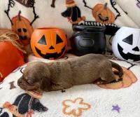 Girl 5, a female Dachshund for sale in Smoot, WV – 3 of 5