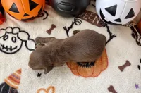 Girl 3, a female Dachshund for sale in Smoot, WV – 5 of 5