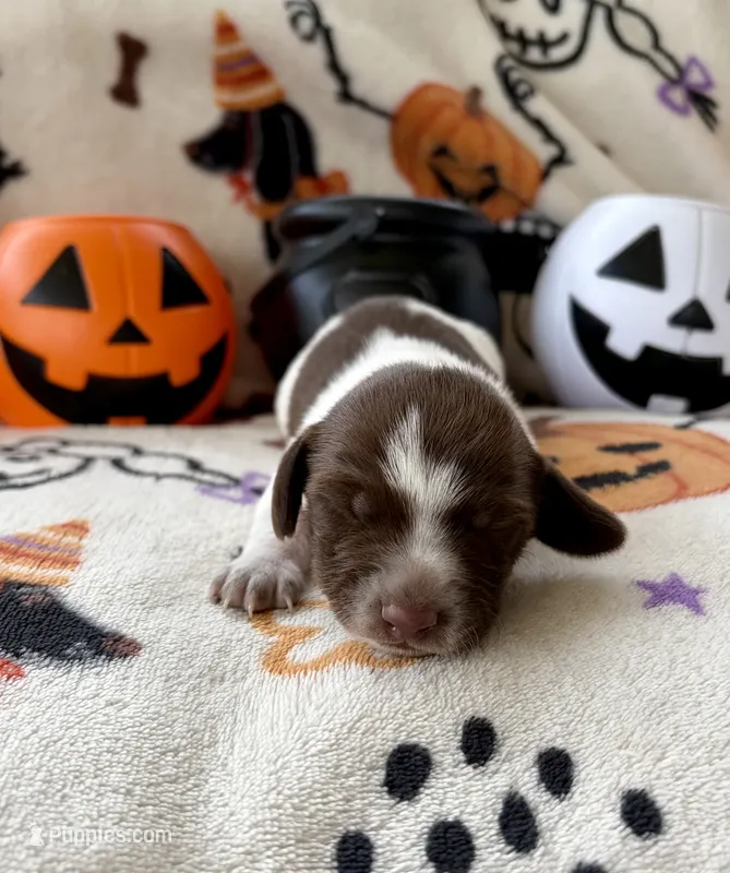 Girl 1 – Dachshund puppy for sale in Smoot, WV