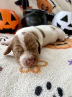Girl 4, a female Dachshund for sale in Smoot, WV – 4 of 8