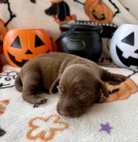 Boy 2, a male Dachshund for sale in Smoot, WV – 3 of 4
