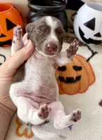 Girl 1, a female Dachshund for sale in Smoot, WV – 3 of 4