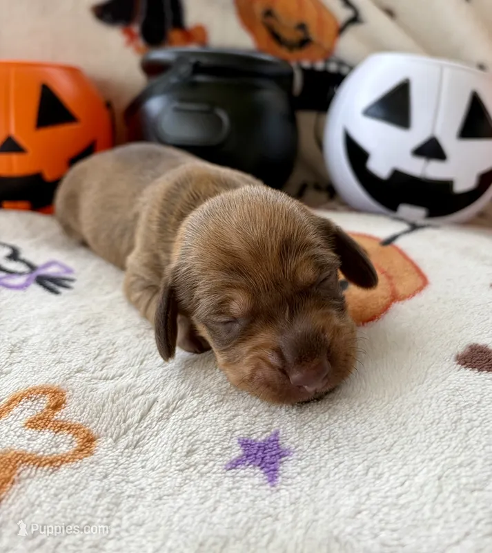 Girl 5 – Dachshund puppy for sale in Smoot, WV