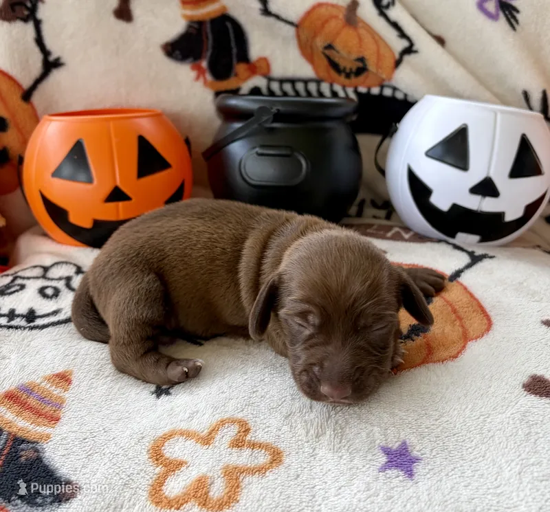 Boy 2 – Dachshund puppy for sale in Smoot, WV