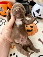 Boy 2, a male Dachshund for sale in Smoot, WV – 4 of 4