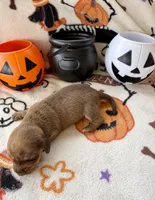 Girl 5, a female Dachshund for sale in Smoot, WV – 5 of 5
