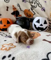 Girl 4, a female Dachshund for sale in Smoot, WV – 5 of 8