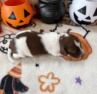 Girl 1, a female Dachshund for sale in Smoot, WV – 4 of 4