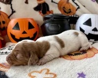Girl 4, a female Dachshund for sale in Smoot, WV – 3 of 8