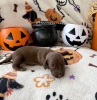 Girl 3, a female Dachshund for sale in Smoot, WV – 3 of 5