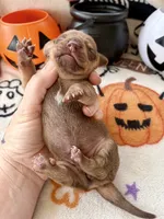 Girl 5, a female Dachshund for sale in Smoot, WV – 4 of 5