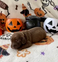 Boy 2, a male Dachshund for sale in Smoot, WV – 2 of 4