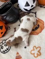Girl 4, a female Dachshund for sale in Smoot, WV – 8 of 8