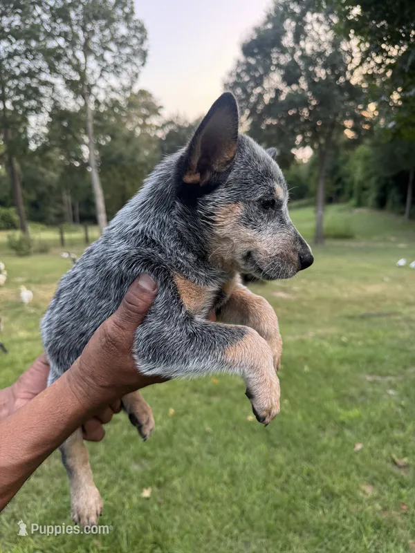 Blue – Australian Cattle Dog puppy for sale in Conroe, TX