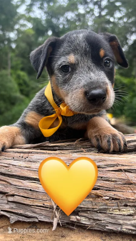 Yellow  – Australian Cattle Dog puppy for sale in Conroe, TX