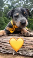 Yellow , a female Australian Cattle Dog for sale in Conroe, TX – 1 of 3