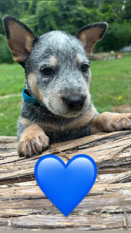 Blue – Australian Cattle Dog puppy for sale in Conroe, TX