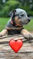 Red, a female Australian Cattle Dog for sale in Conroe, TX – 1 of 3