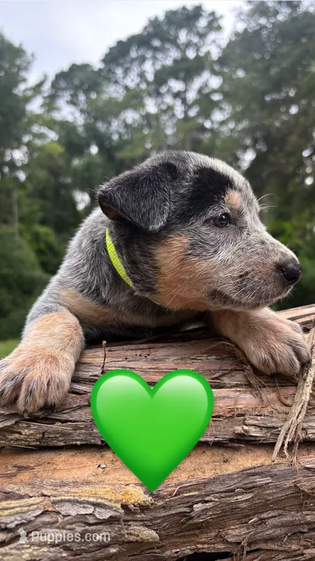 Green – Australian Cattle Dog puppy for sale in Conroe, TX