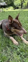 Brown , a female Australian Cattle Dog for sale in Conroe, TX – 3 of 3