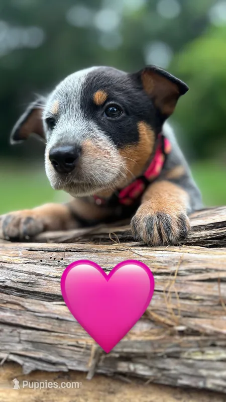 Pink – Australian Cattle Dog puppy for sale in Conroe, TX