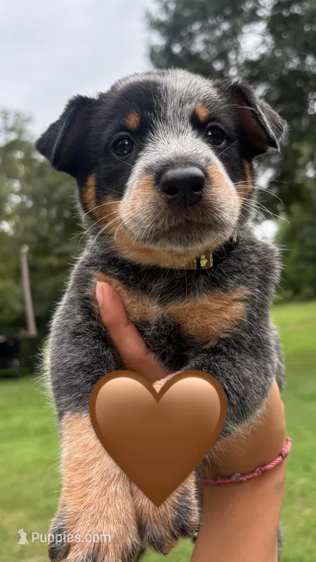 Brown  – Australian Cattle Dog puppy for sale in Conroe, TX