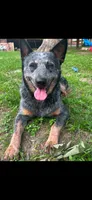 Green, a male Australian Cattle Dog for sale in Conroe, TX – 2 of 3
