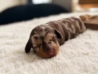 Maggie , a female Miniature Dachshund for sale in Miami Beach, FL – 2 of 3