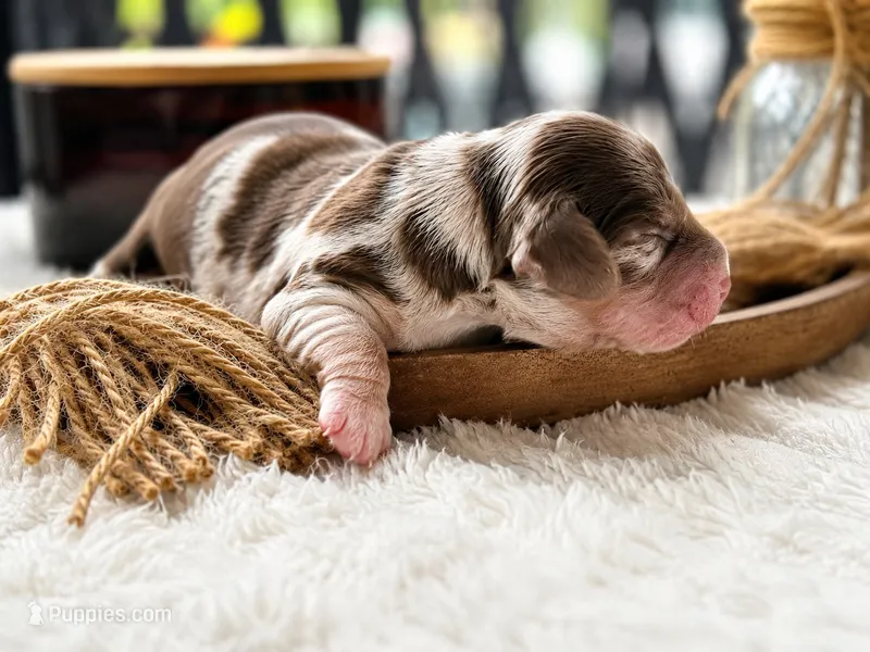 Rosy  – Miniature Dachshund puppy for sale in Miami Beach, FL