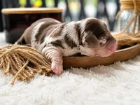 Rosy , a female Miniature Dachshund for sale in Miami Beach, FL – 1 of 1