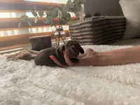 Tony, a male Miniature Dachshund for sale in Miami Beach, FL – 2 of 4