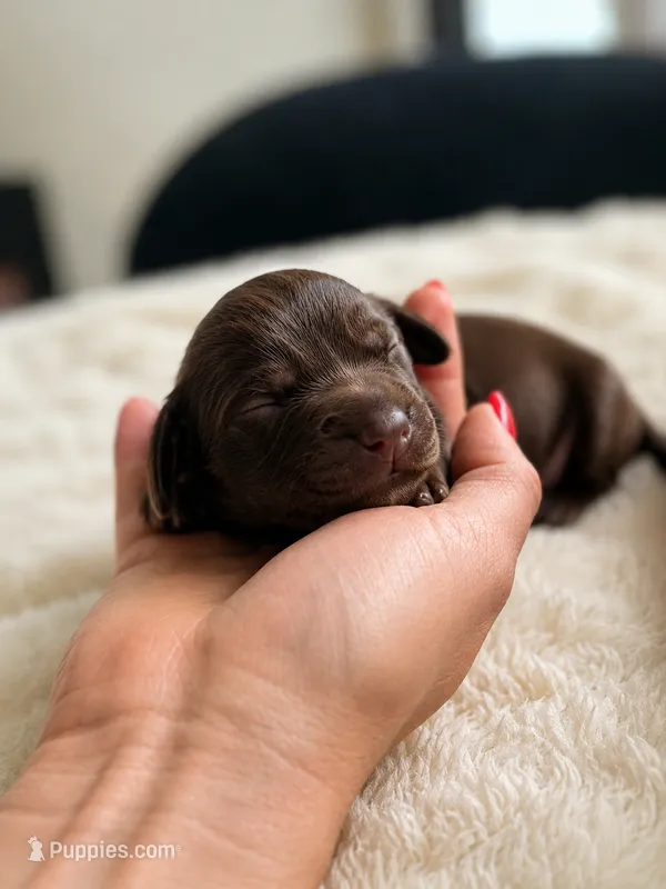 Tony – Miniature Dachshund puppy for sale in Miami Beach, FL