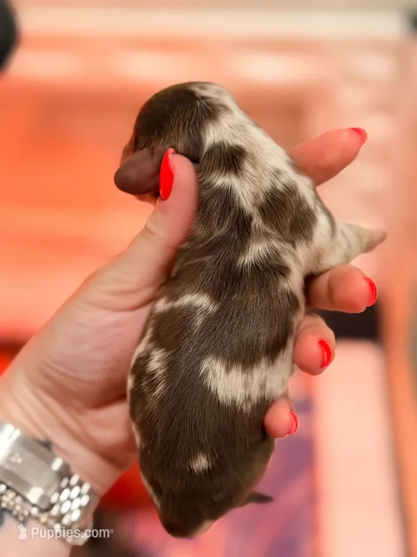 Maggie  – Miniature Dachshund puppy for sale in Miami Beach, FL