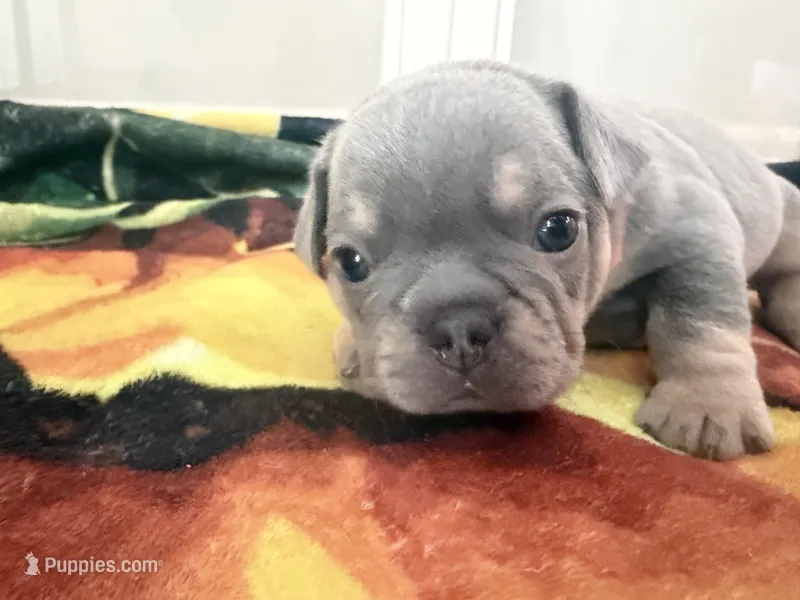 Jasper  – French Bulldog puppy for sale in Lewes, DE