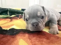 Jasper , a male French Bulldog for sale in Lewes, DE – 1 of 2